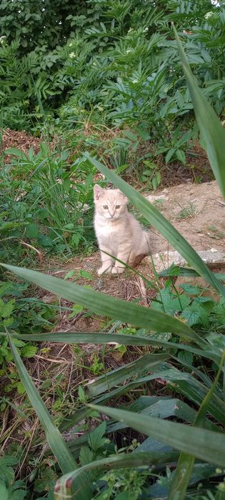 Котенца на два месеца за осиновяване