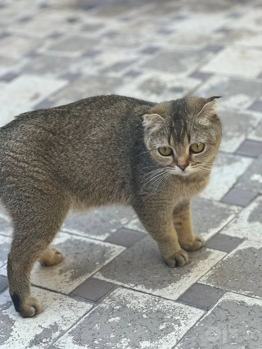 Skotishfold mushuk      скотиш фолд кошка