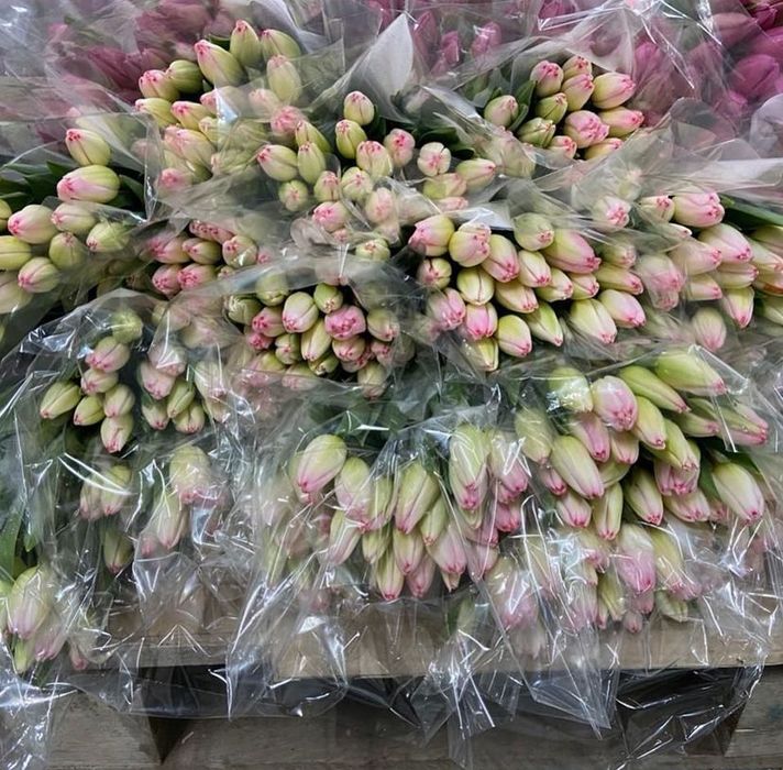 Тюльпан, Тюльпаны на 8 марта