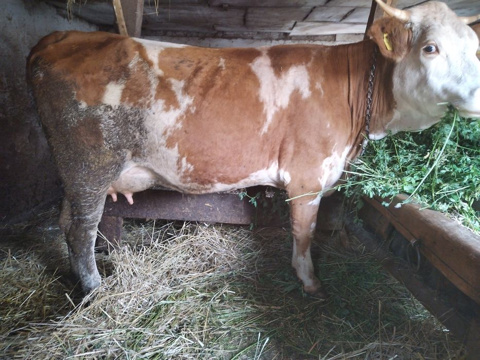 Vacă de 3 ani cu lapte de vânzare