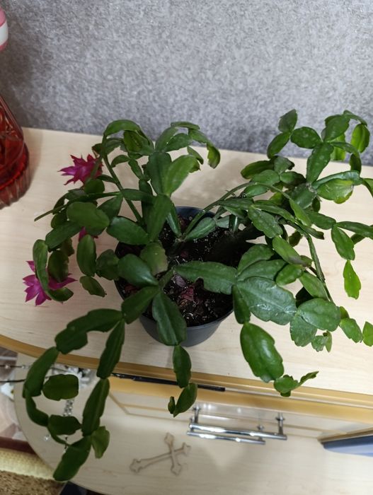 Продам декабриста