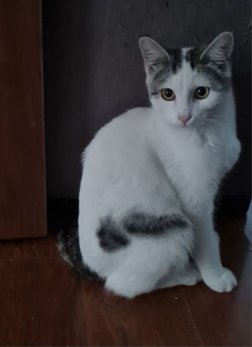 Отдам кота в добрые руки