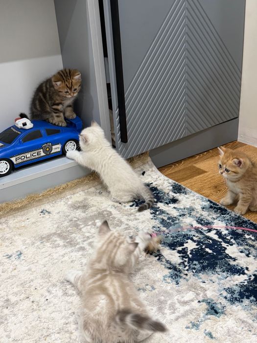 Кошки и котята .