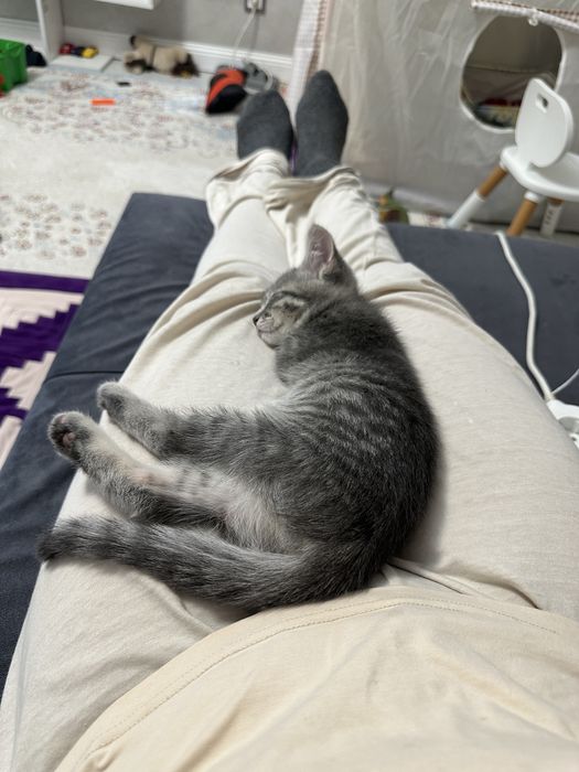 Отдам котенка в хорошие руки