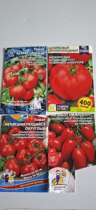 Рассада помидоры 200