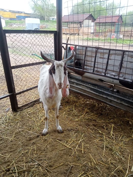 Коза с козлятами