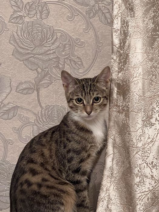 Отдам кота в добрые руки