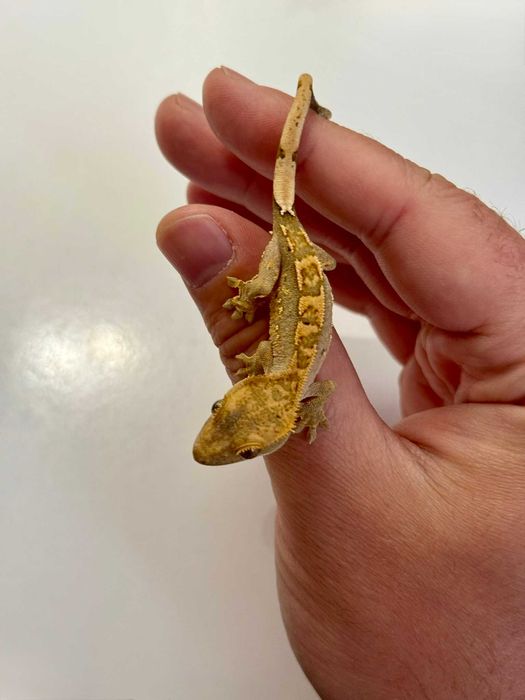 Бебета ресничест гекон (Correlophus ciliatus)