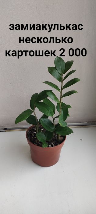 В продаже комнатные цветы