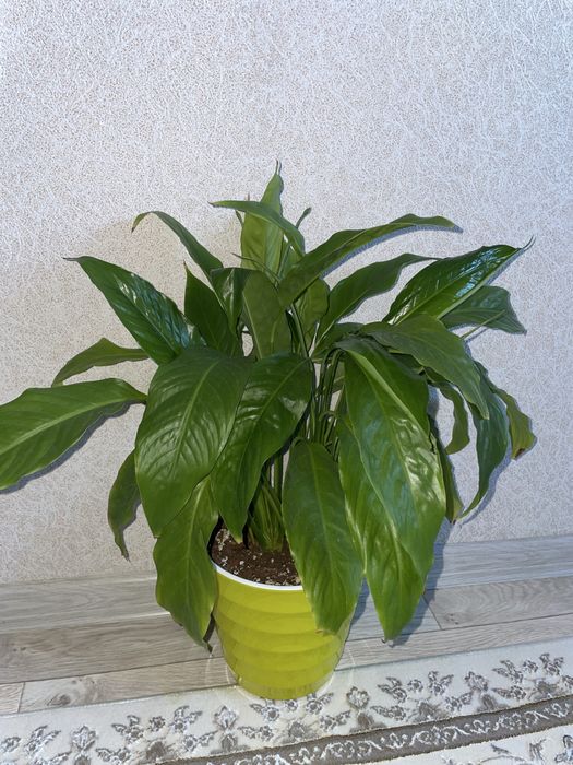 Домашнее растения