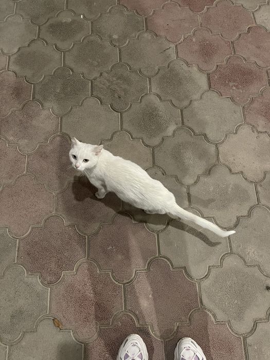 Кошка ищет добрые руки