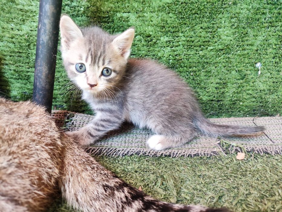 Котята мальчики