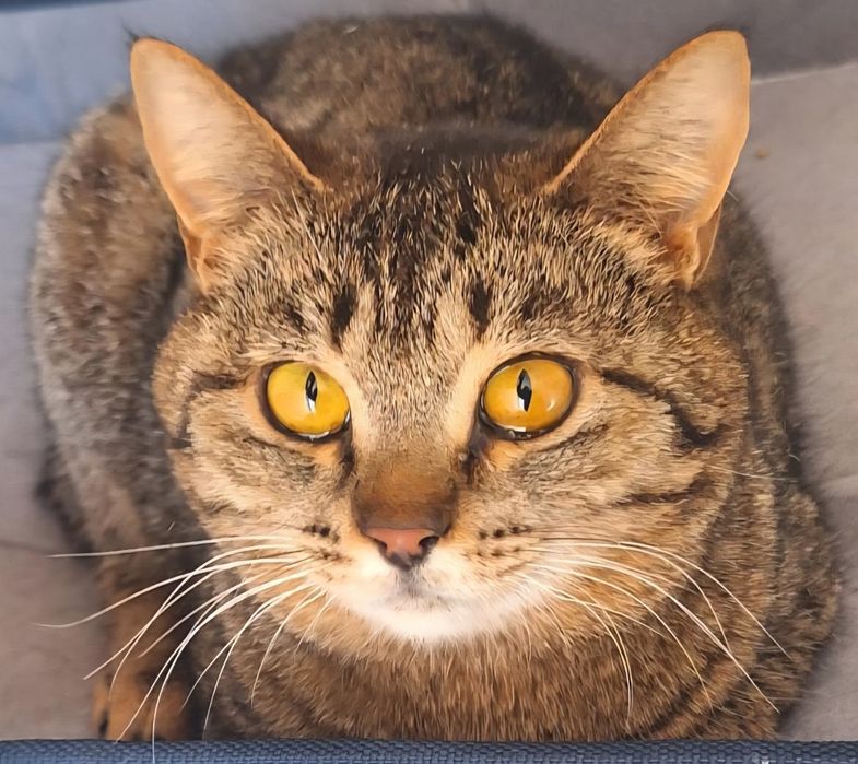 КОТЯТА ждут семью !!!