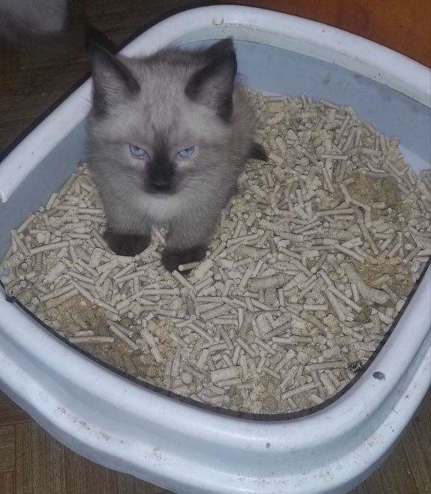 Котята Сиамские Мальчики