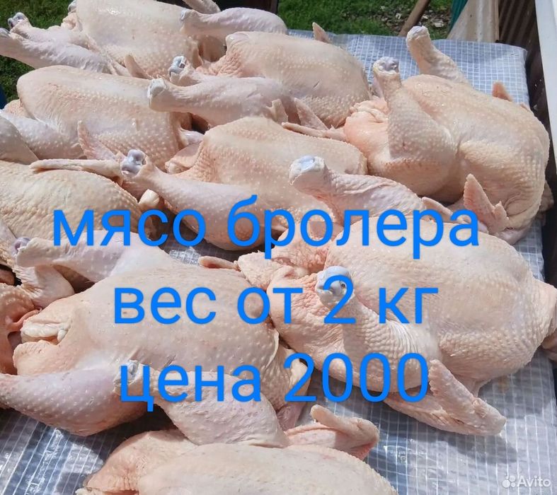 Продам мясо бролера