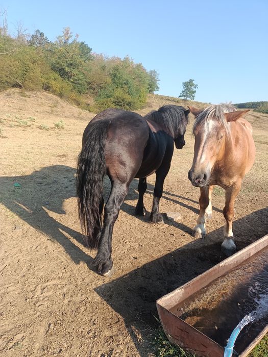 Armăsar negru 2 ani și iapa sarga