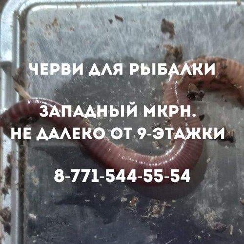 Черви для рыбалки