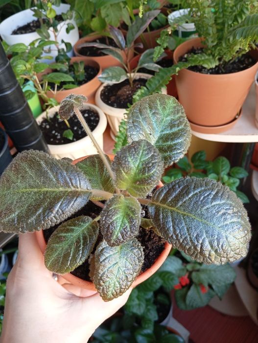 Продам комнатные растения