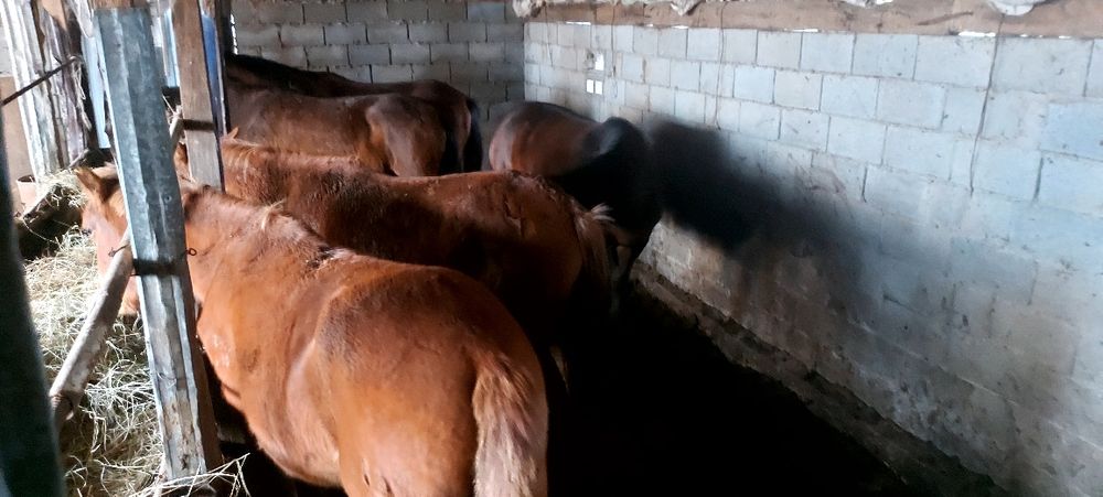 Астана қаласы илинка жылқылар сатылады