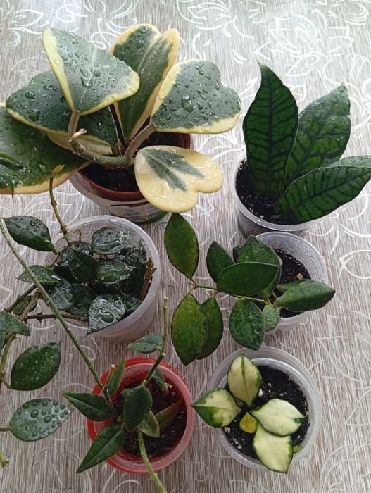 Продам хои разных сортов