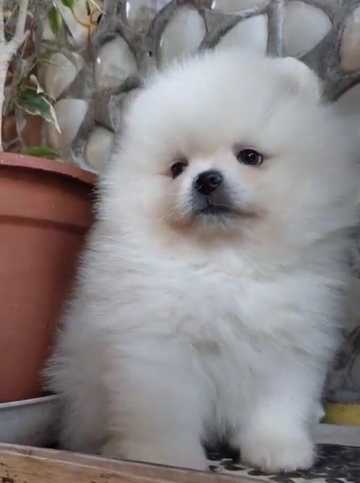 Шпицули мини девочки