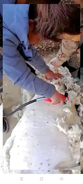 Машинка для стрижки баранов