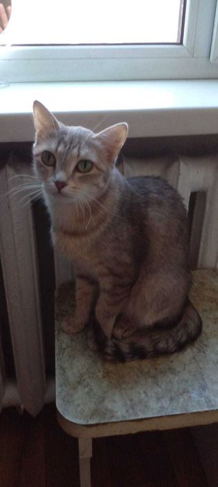 Помогите устроить