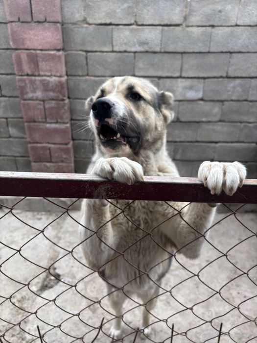 Алабай Прививаный щенок 6 месецов