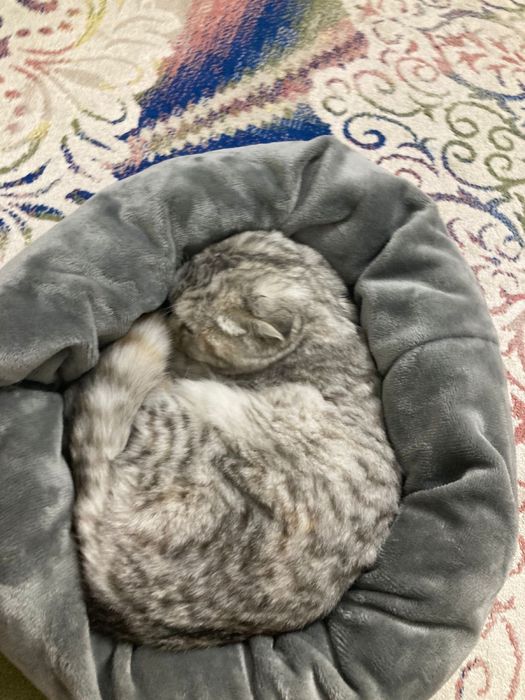 Вислоухий шотландский кот