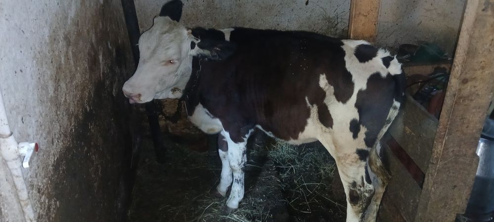 De vânzare vitea holstein