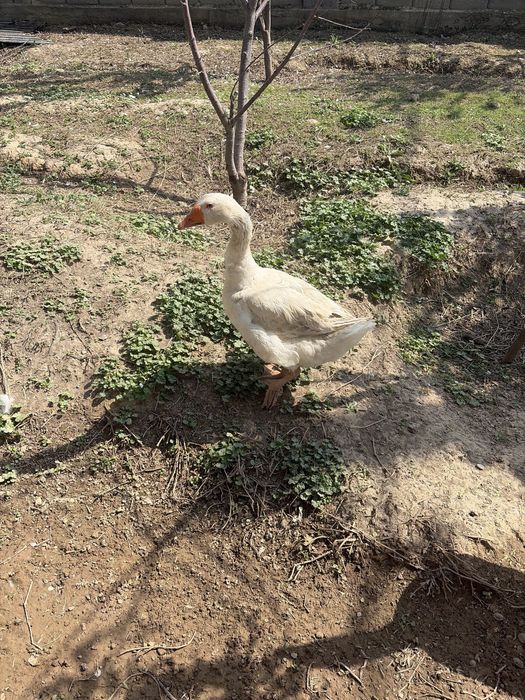 Казылар Линда белые