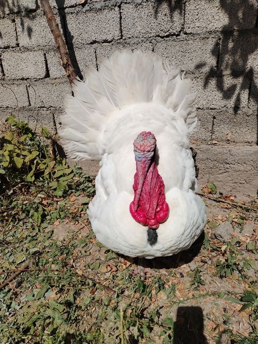 Big Kurka sotiladi zotli o'zim qaraganman damawniy. Tel qsez keliwamz