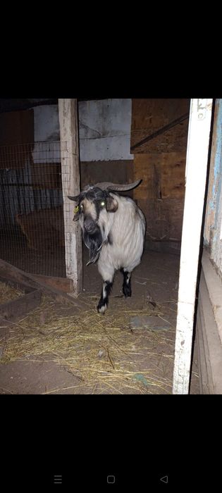 Продается козёл  производитель