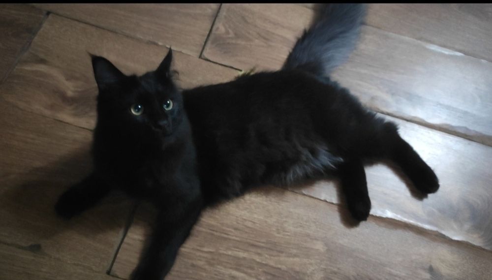 Срочно ищем дом котикам.