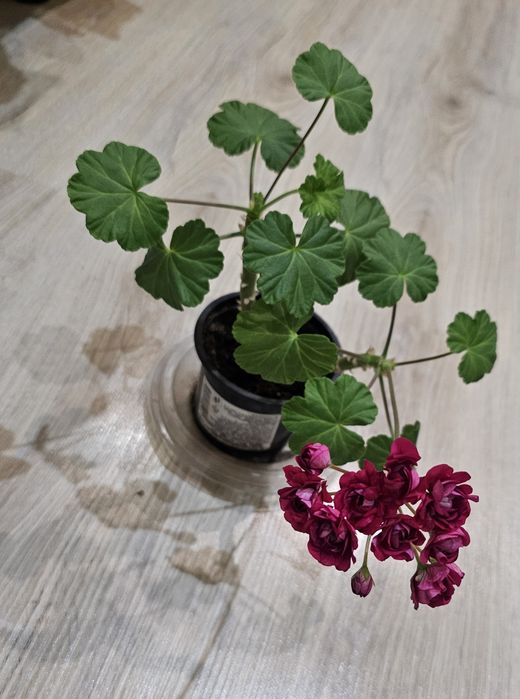 Продам цветок Пеларгония, семейства Гераниевых