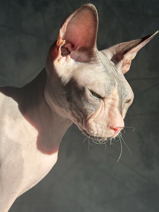 Кошка канадский сфинкс