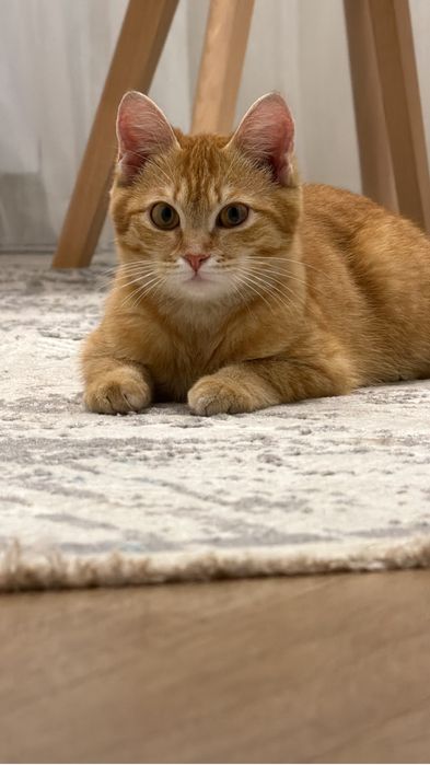 Кошка 7-8 месяцев