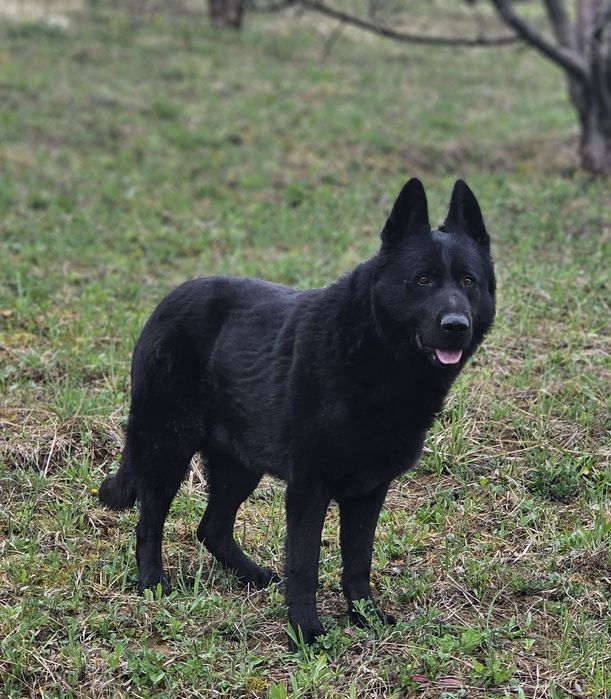 Ciobanesc german negru pentru monta