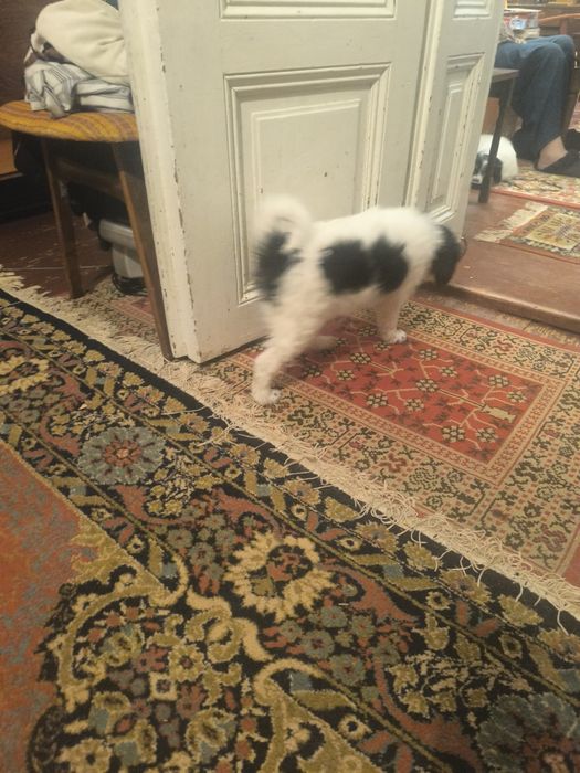 Donez  2 cățelușe