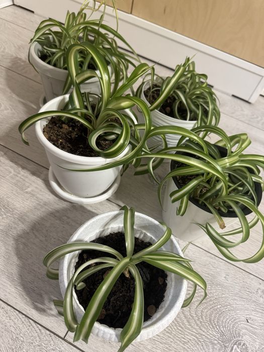 Хлорофитум кудрявый