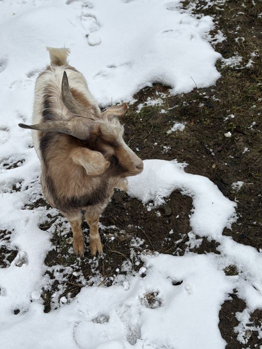 Vând țap pentru montă