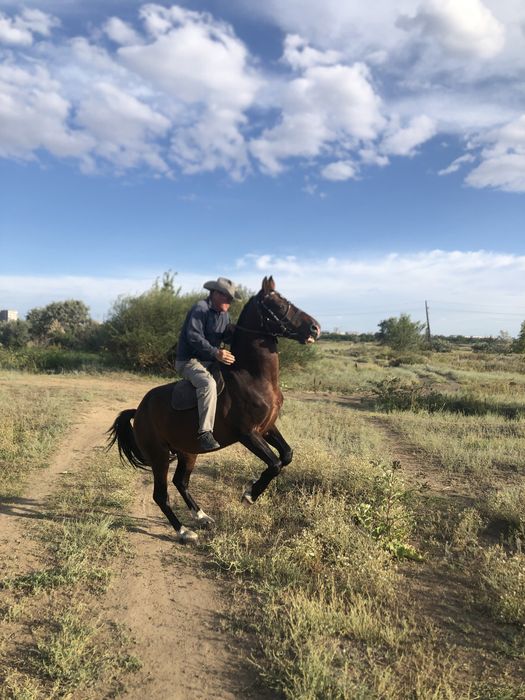 Продаём Жеребца!!!