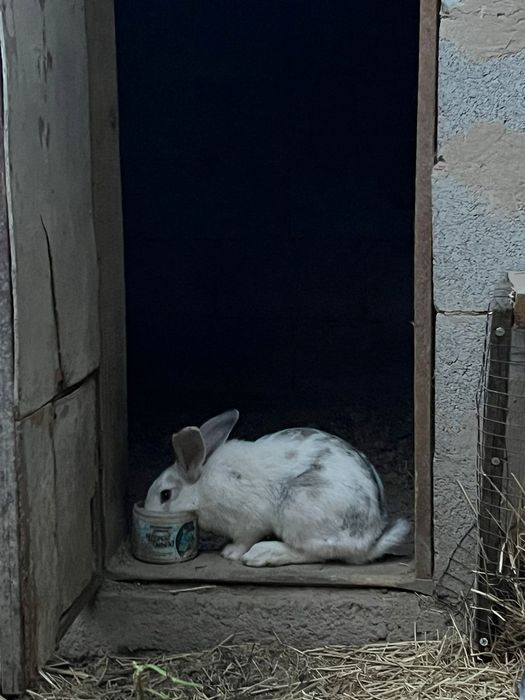 крольчата 3месеца