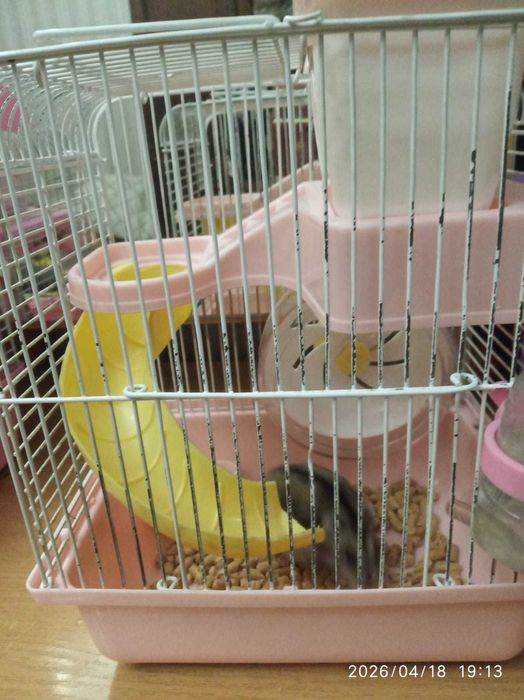 Хомяки джунгарики