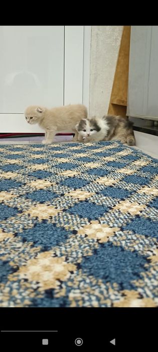 Продаются котята скоттиш страйт