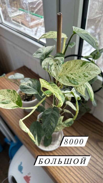 Сортовые сциндапсусы