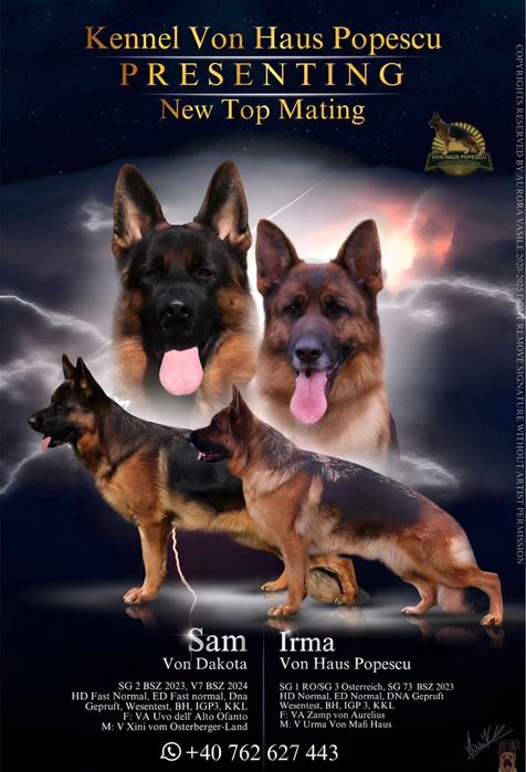 Femeluta Ciobanesc German cu Pedigree de elită