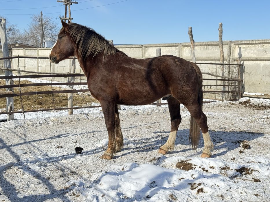 Продам жеребца (Полутяж)