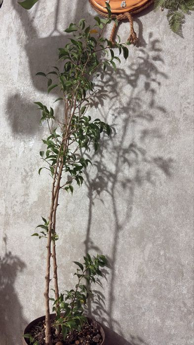 Фикус Бенджамина