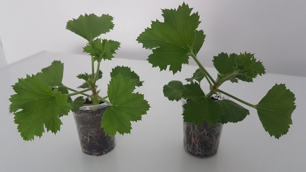 Продам укорененные  черенки пеларгонии